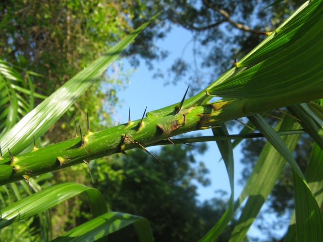 Calamus rotang ? eFlora of India